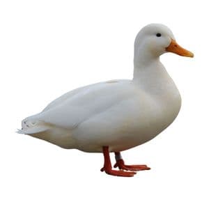 Duck$