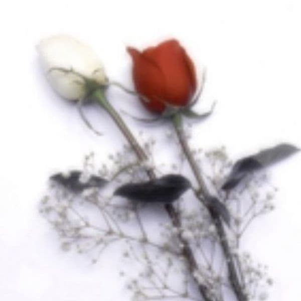 Product cover