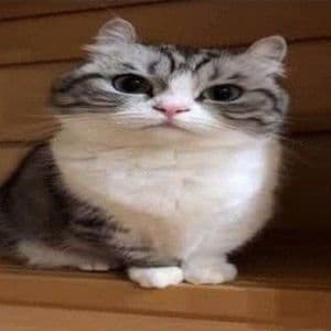 munchkin_mp.3