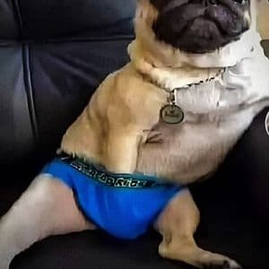 wawlikk