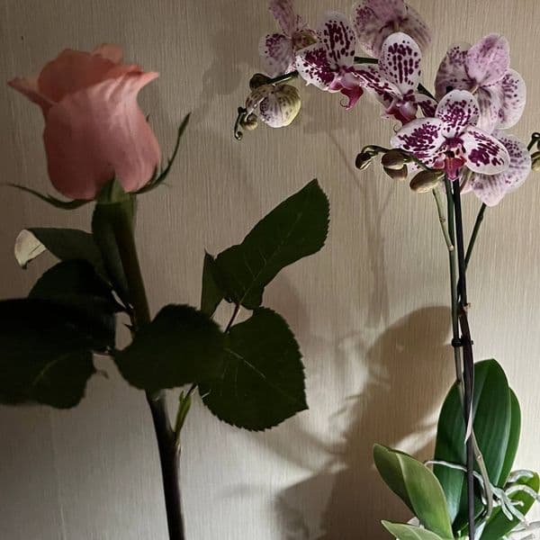 Product cover