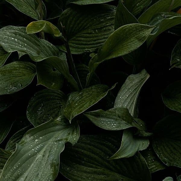 Product cover